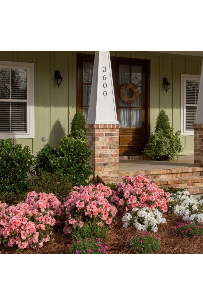 Квітучий кущ Sunburst для вашого декоративного саду.